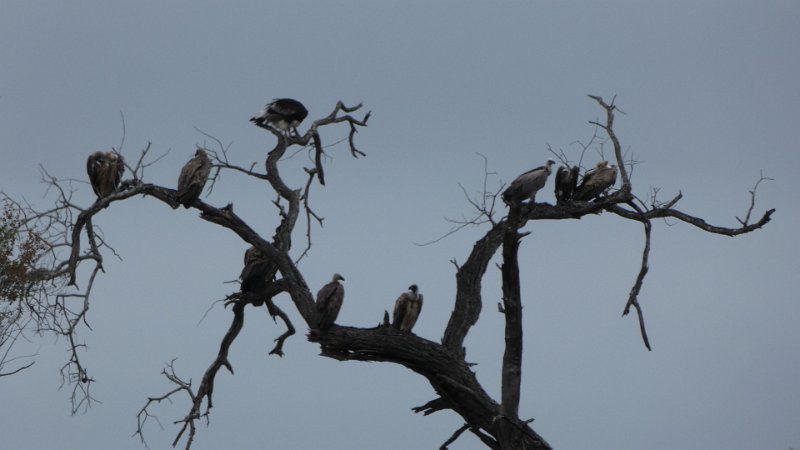 Geier im Baum.jpg